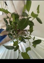 IMG_2372.jpeg