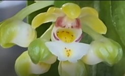 Primera flor 2026.jpg