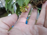 Mano_Reducido_20260820_094113.jpg