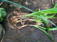 bulbosa1.jpeg