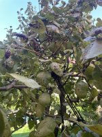IMG_2181.jpeg