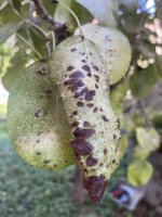IMG_2186.jpeg