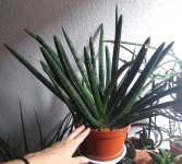 fotografia.webp