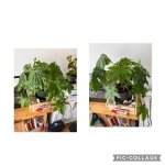 IMG_0432.jpg