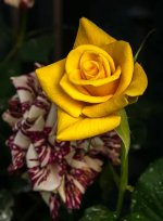 22042026-003.webp