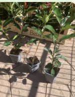 Jardín de Plantverde