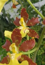 onc splen.webp