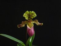 fotografia.webp
