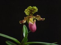fotografia.webp