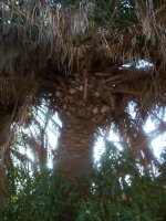 palmera canariensis.jpg