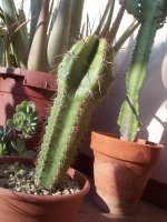 5628   trichocereus brigesii.jpg