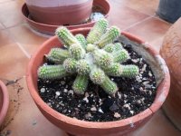 echinopsis chamacereus amarillo 144 kb-    18-12-17.jpg