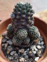 9  echinopsis schieliana - 20-9.jpg