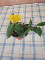 Carnosa variegata- 8.jpg
