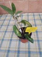 Carnosa variegata- 13.jpg