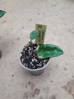 Carnosa variegata- 33.jpg