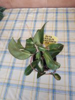 Carnosa variegata-17.jpg