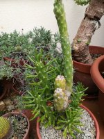 austro -cilindriopuntia  164 kb. f. movil 5-12-17.jpg