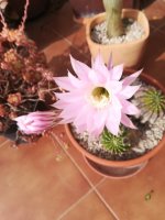 4 echinopsis eyriesii 20- 4.jpg