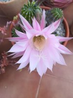 4- echinopsis eyriesii.jpg