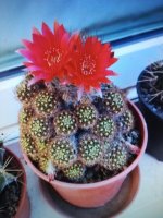 5- Echinopsis  Schideliana 16-5-20.jpg