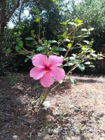 6 hibiscu rosa 15-6-21.jpg