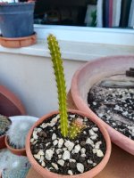 4 cleistocactus baumannii 27-4.jpg