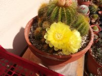 4- notocactus schumanianus  17-4-19.jpg