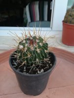 4  stenocactus  -   27-4.jpg