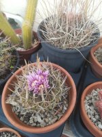 3 stenocactus crispatus 10-3-22.jpg