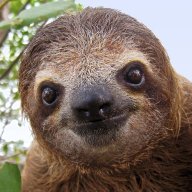 sloth1