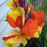 Canna Cleopatra
