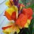Canna Cleopatra