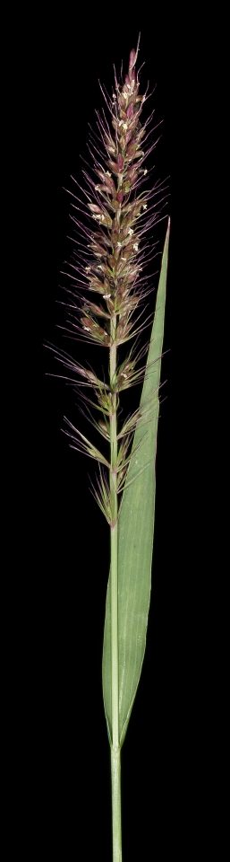 Setaria dielsii