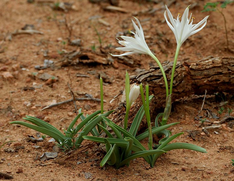 Pancratium parvum