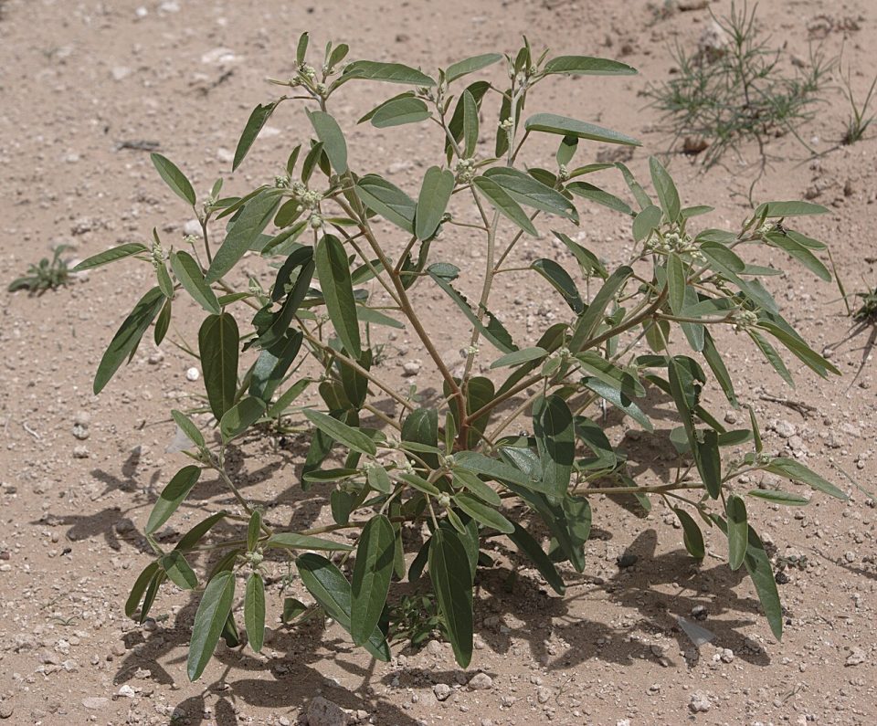 Croton texensis