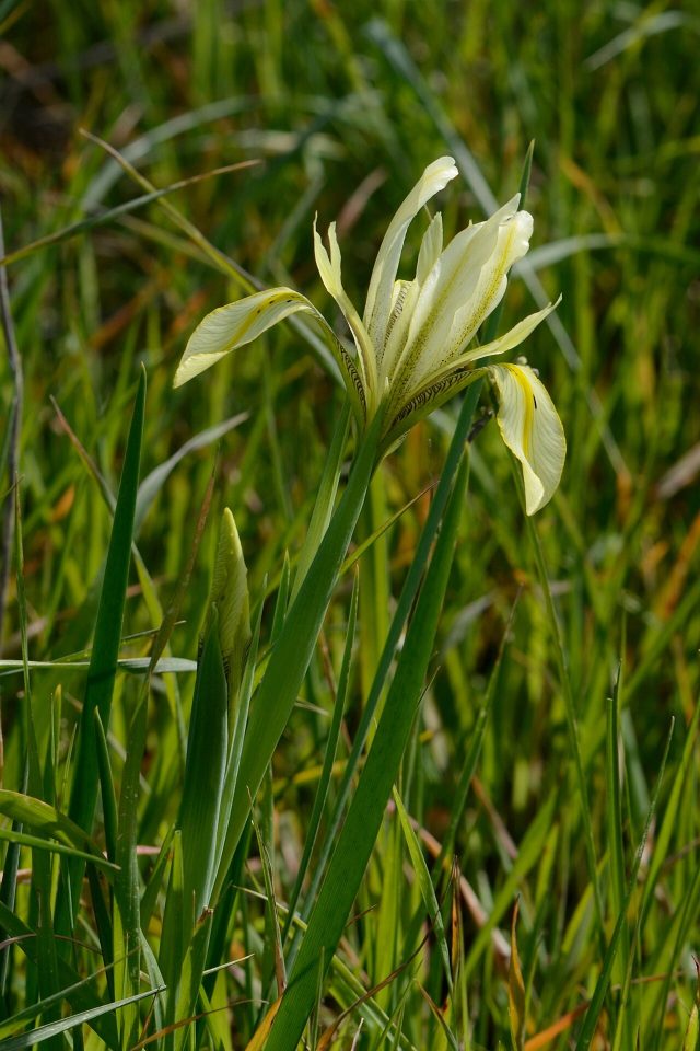 Iris grant-duffii