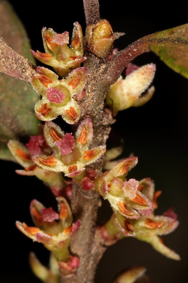 Myrsine pillansii