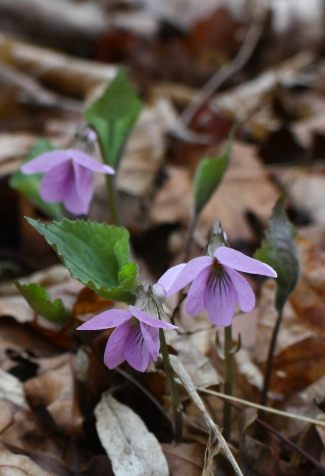 Viola rossii