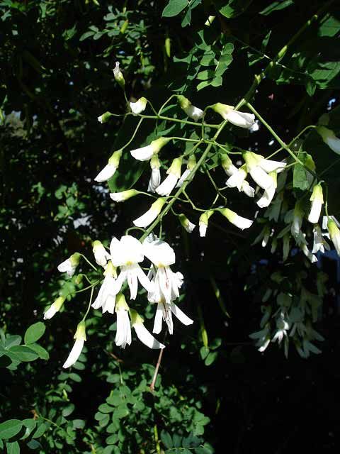 Cladrastis kentukea