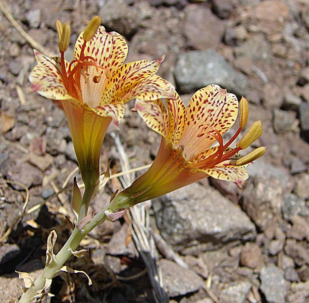 Alstroemeria versicolor