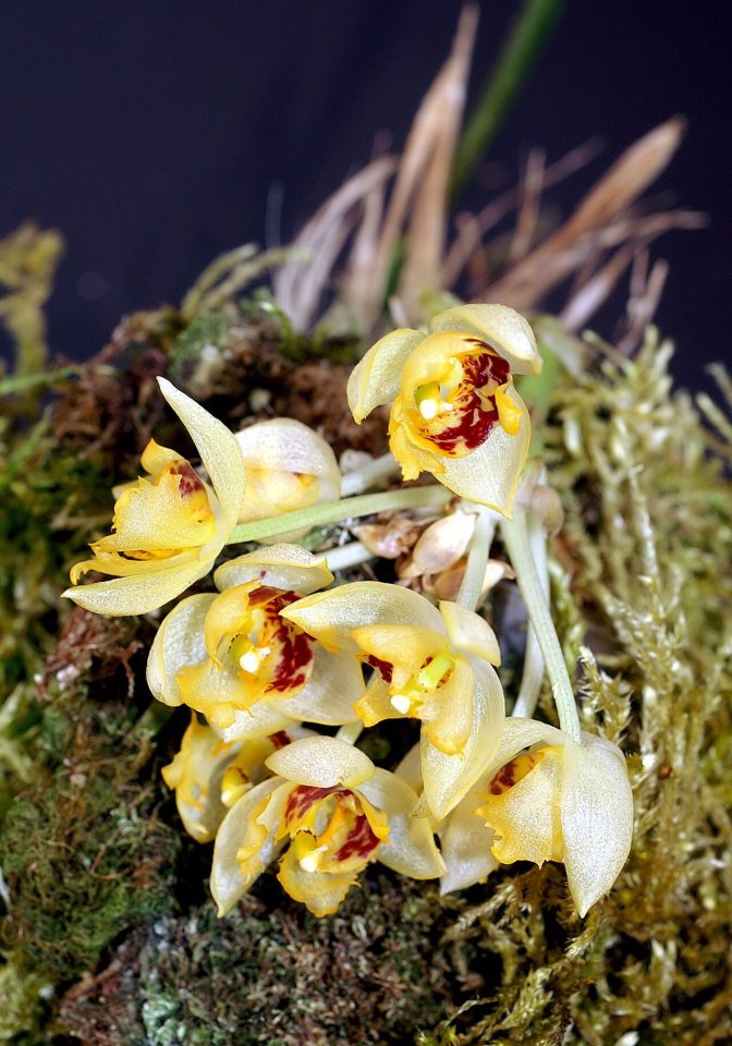Sievekingia fimbriata