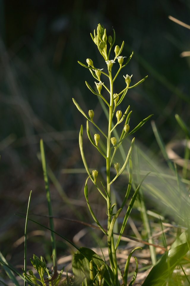 Thesium ebracteatum