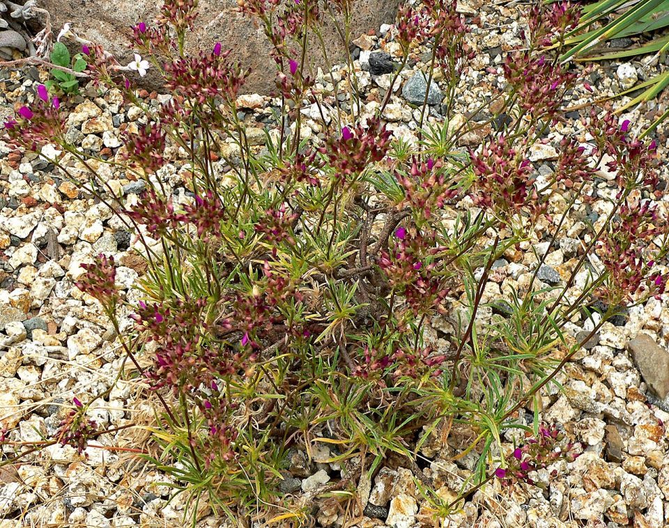 Montiopsis umbellata
