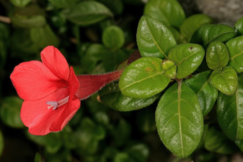 Barleria repens