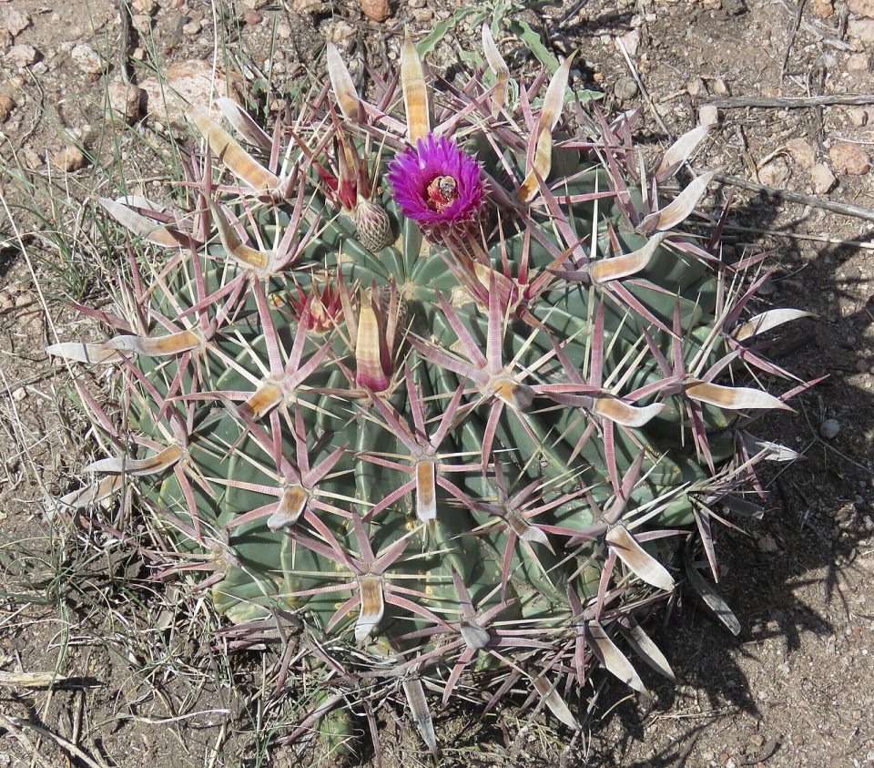 Ferocactus latispinus