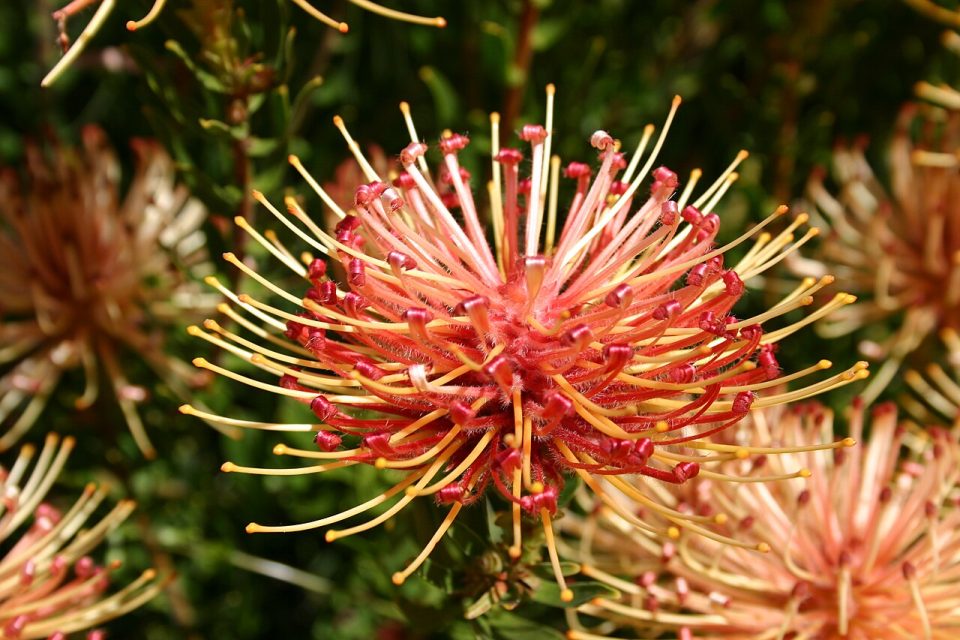Leucospermum tottum