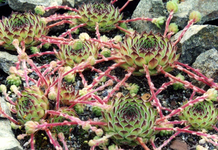 Sempervivum kosaninii