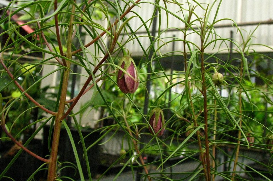 Lysimachia filifolia