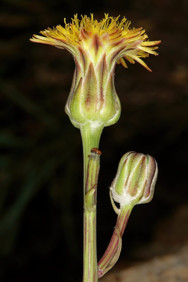 Sonchus dregeanus
